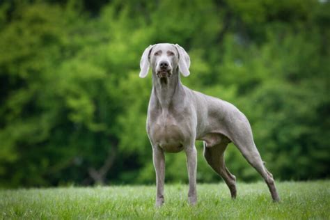 alimentazione weimaraner